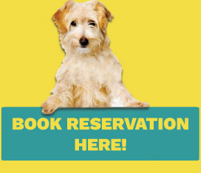 u lucky dog boarding