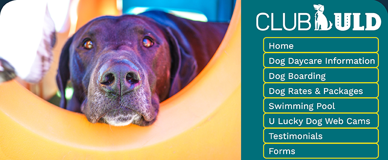 u lucky dog boarding