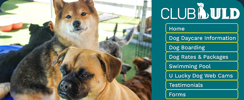 u lucky dog boarding