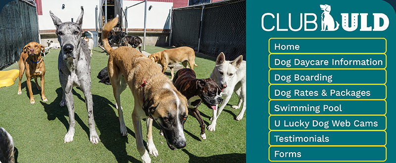 u lucky dog boarding