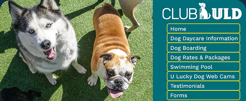 u lucky dog boarding